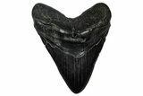 Huge Fossil Megalodon Tooth - South Carolina #333681-1